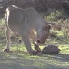 Нападение львов на черепаху насмешило пользователей сети (видео)