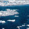 Впервые в истории появились фотографии обитателей дна Антарктиды