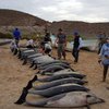 Массовый суицид: полсотни дельфинов выбросились на берег 