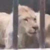Истощенный лев без хвоста ужаснул посетителей зоопарка (видео) 