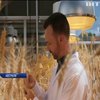 Австралійські вчені вирощують зернові культури за технологією НАСА