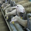 Подземная "овечья ферма": под Киевом нашли подпольный спиртзавод
