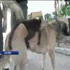 У Колумбії собака "всиновила" мавпеня (відео)
