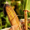 Генетически модифицированную кукурузу признали полезной для здоровья