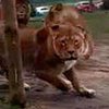 Львы "атаковали" застрявших в сафари-парке туристов (видео)