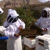 Науковці ОАЕ вивели новий вид медоносних бджіл
