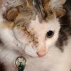 Четыре уха и один глаз: в Австралии нашли необычного котенка (фото)