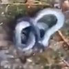 Мужчина обнаружил змею с двумя головами (видео) 