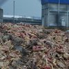 Тонны гниющего мяса: под Киевом жителям грозит экологическая катастрофа