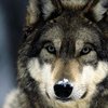 Волк прикинулся мертвым, чтобы отомстить охотнику (видео)