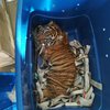 В Мексике мужчина отправил тигра по почте