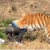 В зоопарке тигры растерзали безбилетника