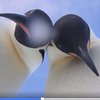 В Антарктиде пингвины записали селфи-видео 