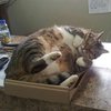 Почему кошки любят коробки: ответ ученых