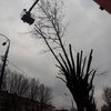 Киевляне возмущены массовой обрезкой деревьев (фото)