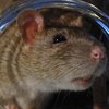 Мертвая крыса попалась покупателю в банке с энергетиком (видео)