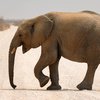 Игривый слон посидел на коленях туристки (видео)