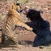Схватку тигра и медведицы засняли на видео