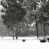 Непогода забрала жизни десятков людей по всей Европе