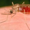 Житель Харькова привез из Африки малярию