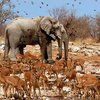 В Африке вымрет половина видов животных