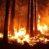 Иран охватили масштабные лесные пожары 