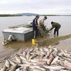 Прощай, щука и сом: в украинских реках пропадет хищная рыба