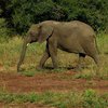 В Индии обнаружили слониху-курильщицу (видео)