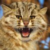 В Шотландии нашли гигантского лесного кота (видео) 