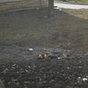 Улицы Бердянска усыпаны трупами животных