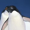 В Антарктиде обнаружили "мега-колонию" пингвинов (видео)