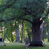 В Германии 500-летний дуб помогает найти любовь