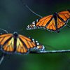 У Мексиці поменшало метеликів "Монарх"