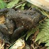 В США обнаружили жабу-"мутанта" (видео) 