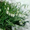 Погода на 2 апреля: в Украину возвращается мокрый снег