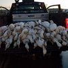 С неба неожиданно упали 50 мертвых гусей