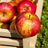 Кому нельзя есть яблоки: ответ врачей 