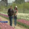 Квітковий рай: Буковина та Львівщина зустрічають туристів тюльпанами