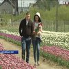 На Буковині зацвіли мільйони рідкісних тюльпанів