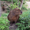 В киевском зоопарке родился детеныш капибары (видео)