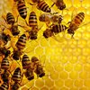 В странах ЕС запретили убивать пчел