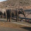 В Испании перевернулся грузовик со слонами (фото)