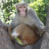 В Индии обезьяна украла и утопила ребенка