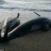Черные дельфины выбросились на берег Новой Зеландии (фото)