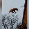 Собака-акробат удивила необычными способностями (видео)