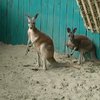 До Бердянського зоопарку прибули дитинчата кенгуру