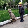 В центре Одессы гуляет волк (фото)