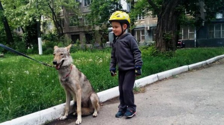 Одомашненный волк любит детей. Фото: odessa.net.ua