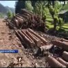 В Закарпатье лесничий за взятки разрешал вырубку деревьев