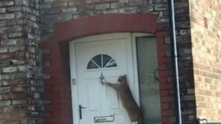 Необычная ситуация: британец научил кошку стучать в дверь